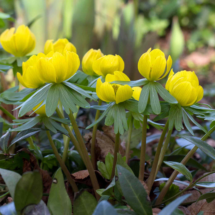 Winter Aconite Bulbs in the Green
