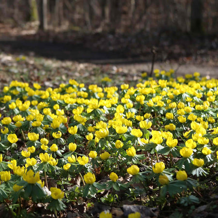 Winter Aconite Bulbs in the Green