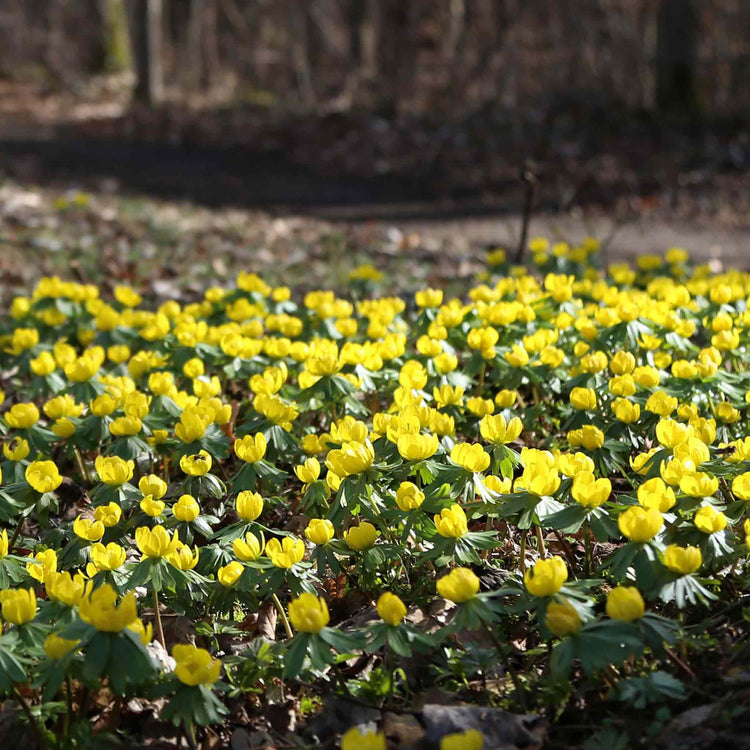 Winter Aconite Bulbs in the Green
