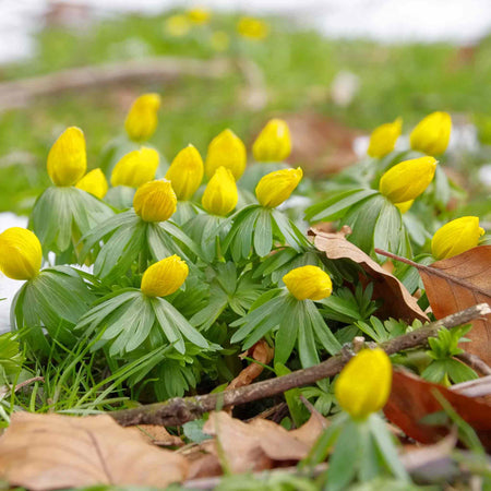 Winter Aconite Bulbs in the Green