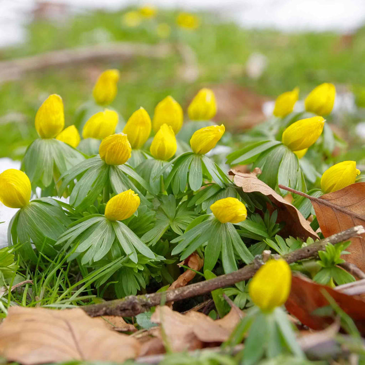 Winter Aconite Bulbs in the Green
