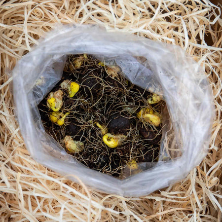 Winter Aconite Bulbs in the Green