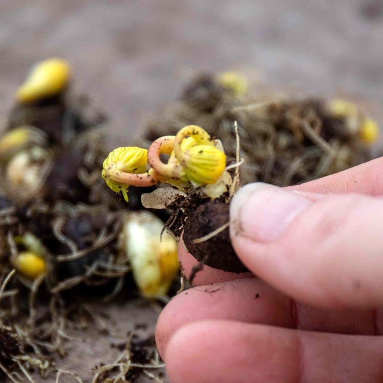 Winter Aconite Bulbs in the Green