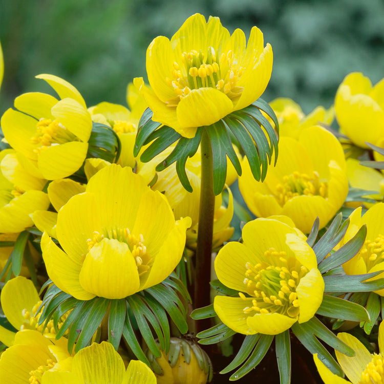 Eranthis Cilicica 'Winter Aconites' - 100 Bulbs