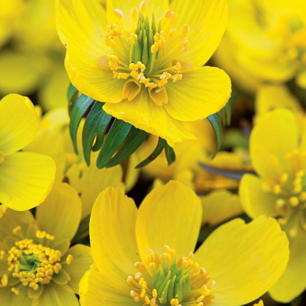 Eranthis Cilicica 'Winter Aconites' - 100 Bulbs