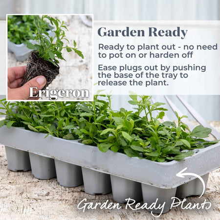 Erigeron Karvinskianus 'Stallone'