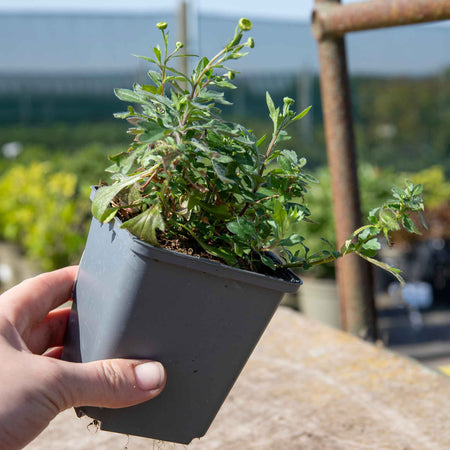 Erigeron Karvinskianus 'Stallone'