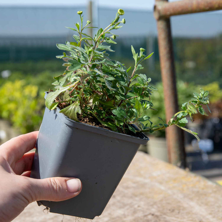 Erigeron Karvinskianus 'Stallone'
