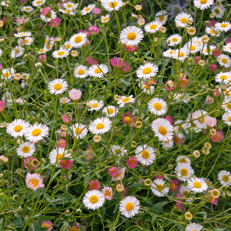 Erigeron 'Karvinskianus Stallone Profusion'