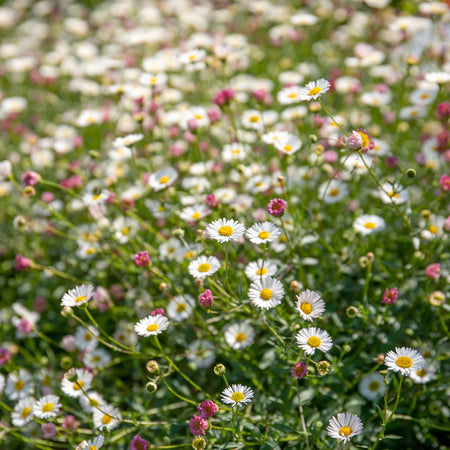 Marshalls Plant 'Selection'