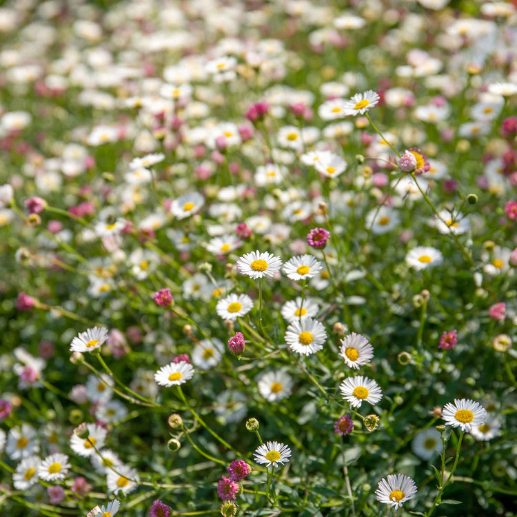 Marshalls Plant 'Selection'