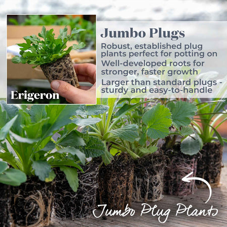 Erigeron Plant 'Karvinskianus Stallone Profusion'