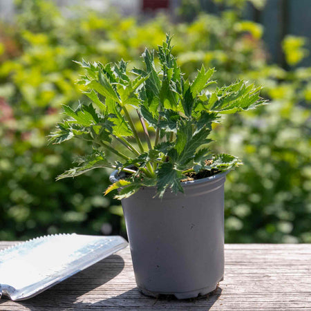 Eryngium Plant 'Big Blue'