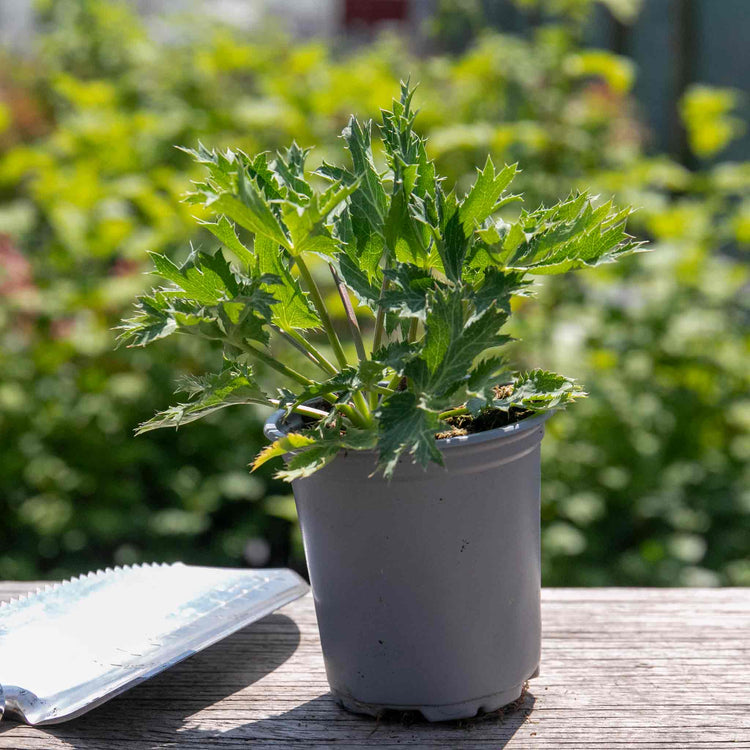 Eryngium Plant 'Big Blue'