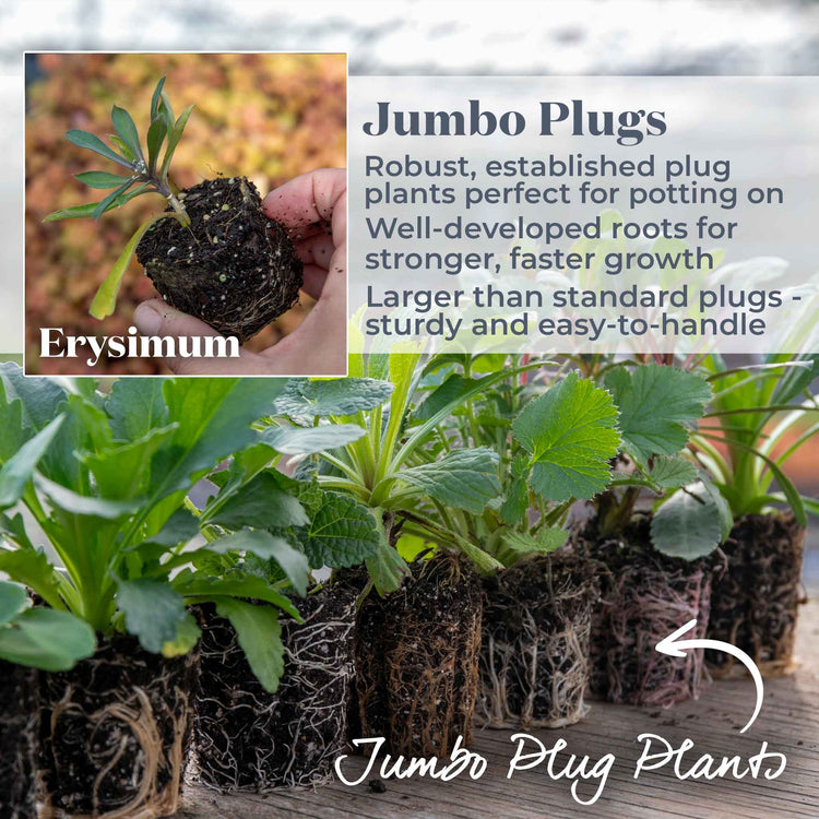 Erysimum 'Colour Vibe Purple'