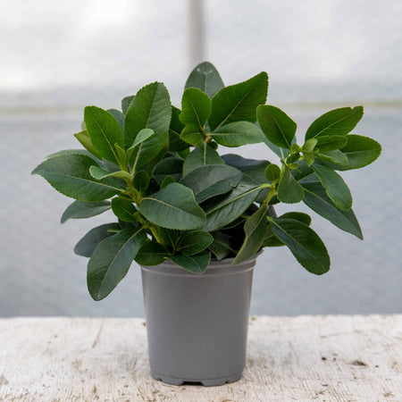 Escallonia Leavis 'Pink Elle'