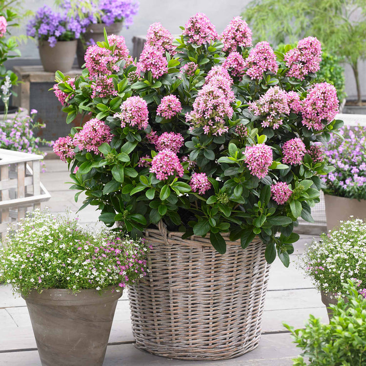 Escallonia Leavis 'Pink Elle'