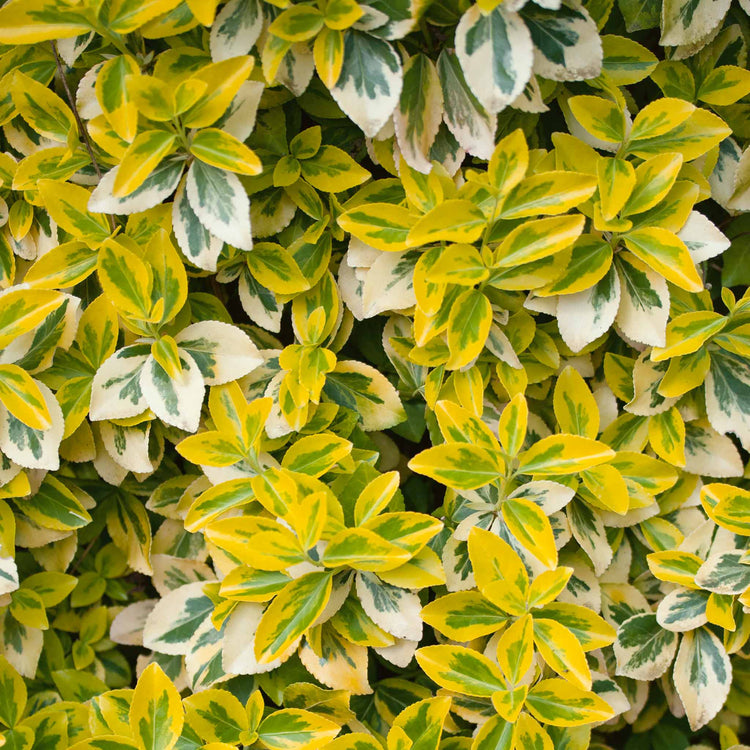 Euonymus Fortunei 'Emerald 'n' Gold'