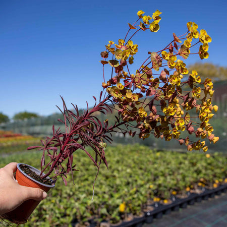 Euphorbia 'Miners Merlot'