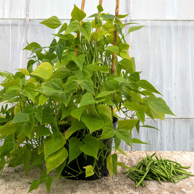 french beans plant in pot French Bean Seeds Duo Pack
