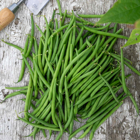 French Bean Dwarf Seeds Duo Pack