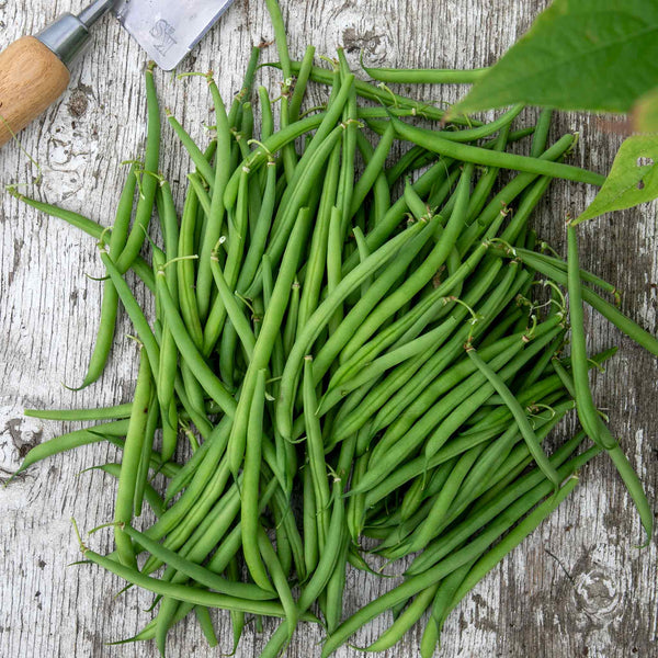 French Bean Dwarf Seeds 'Faraday'