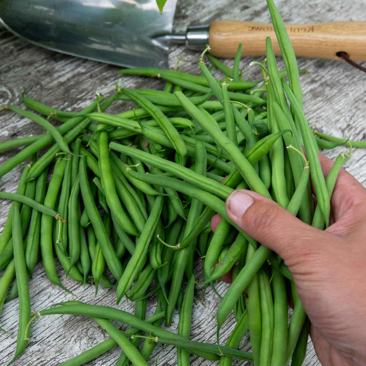 French Bean Dwarf Seeds 'Faraday'