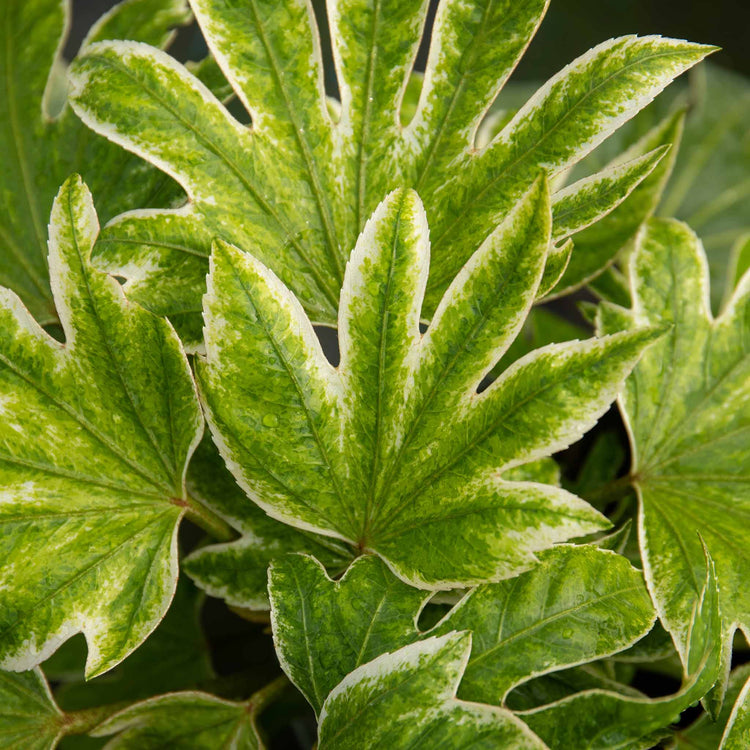 Fatsia Japonica 'Spiders Web'