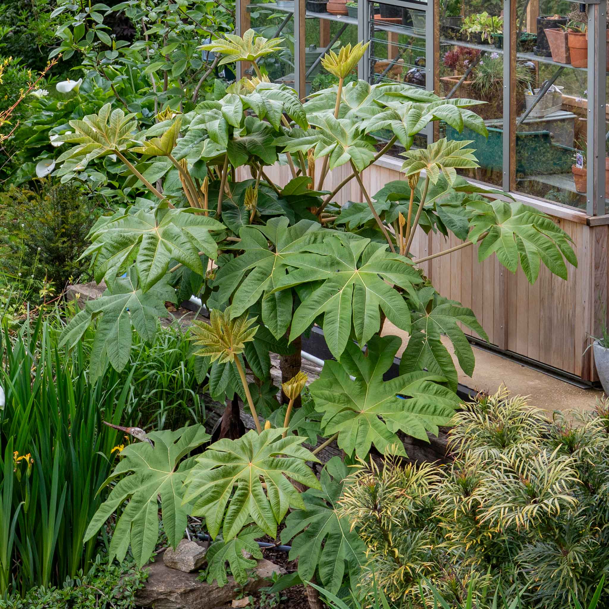 Fatsia japonica
