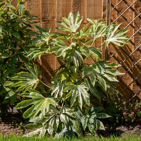 Fatsia Japonica 'Spiders Web'