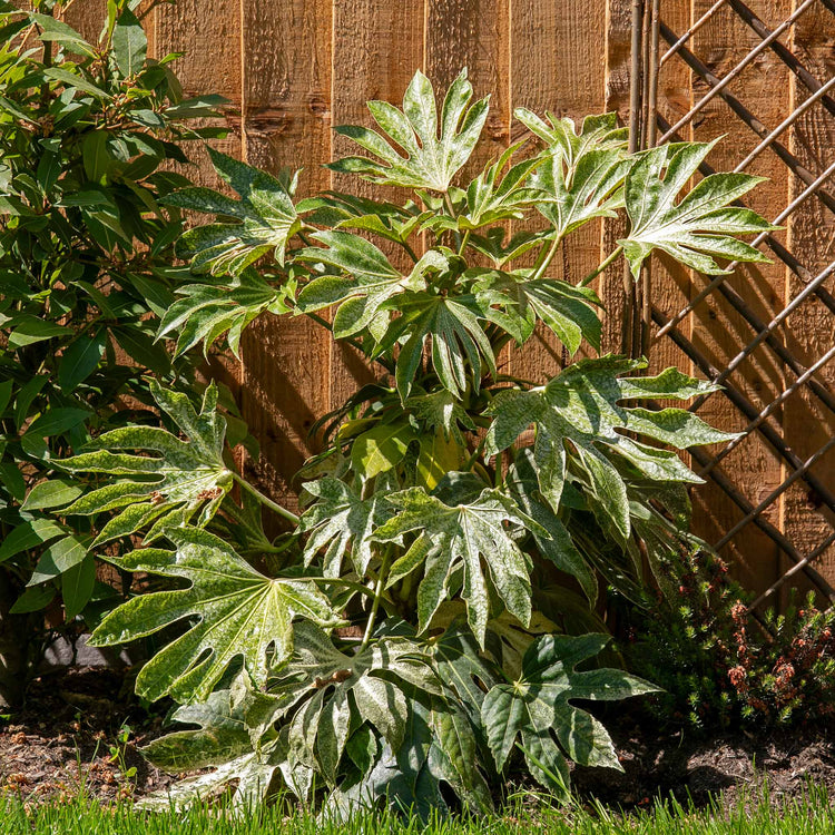 spider's web plant Fatsia Japonica Plant 'Spiders Web'