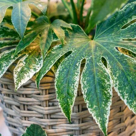 Fatsia Japonica 'Spiders Web'
