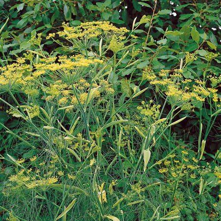 Fennel Plant
