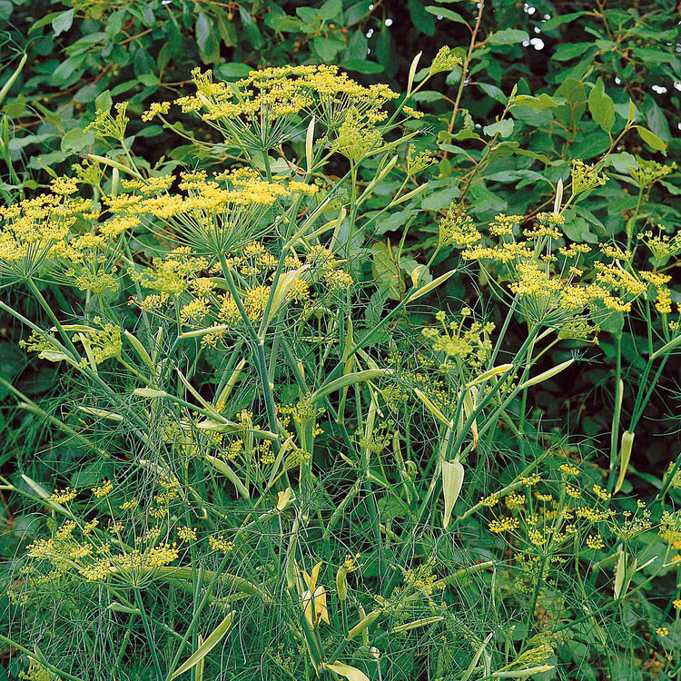 Fennel Plant