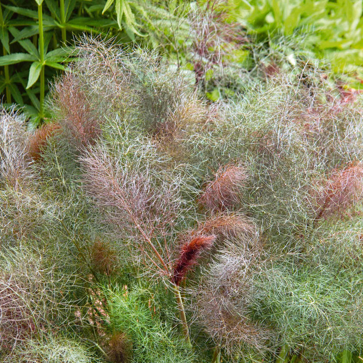 Fennel Plant 'Bronze'