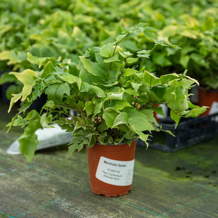 Fern 'Cyrtomium Fortunei'