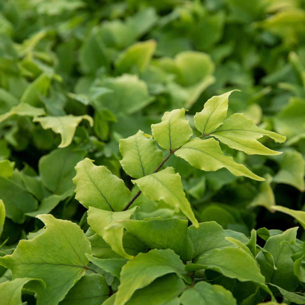 Fern Plant 'Cyrtomium Fortunei'