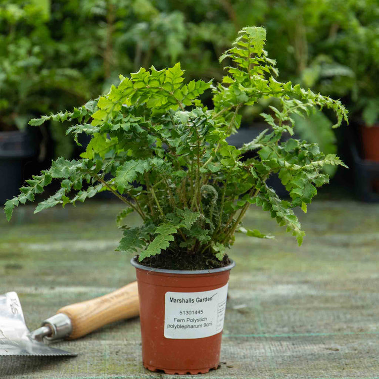 Japanese Lace Fern Plant