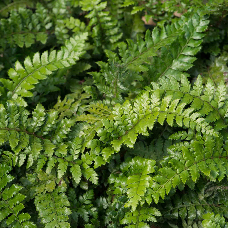 Japanese Lace Fern Plant