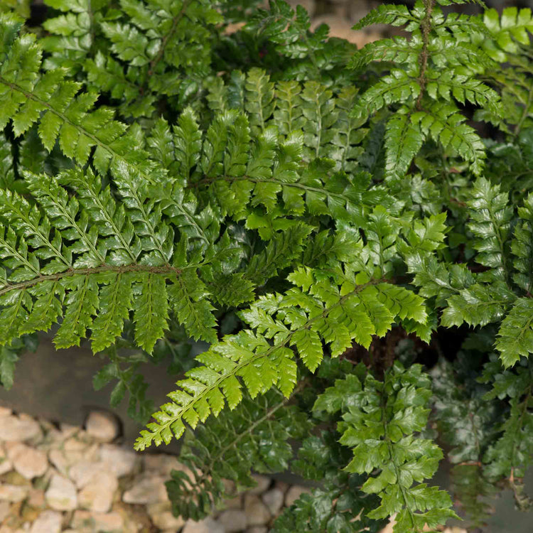 Japanese Lace Fern Plant