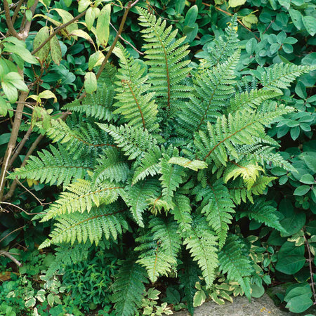 Japanese Lace Fern Plant