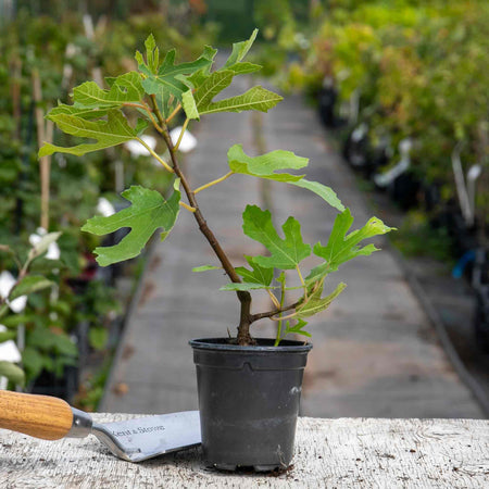Fig Tree 'Little Miss Figgy'