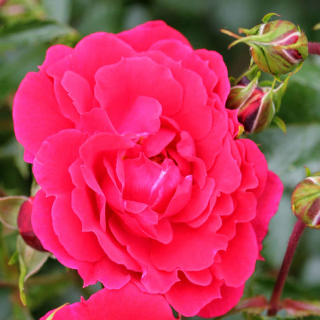 Flower Carpet Rose Collection