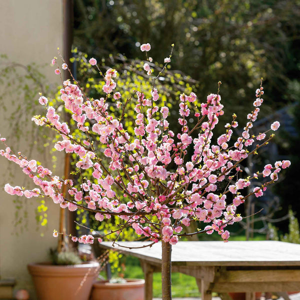 Flowering Almond 'Triloba'
