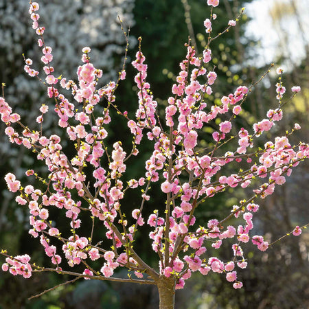 Flowering Almond 'Triloba'