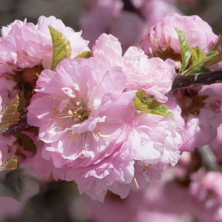 Flowering Almond 'Triloba'