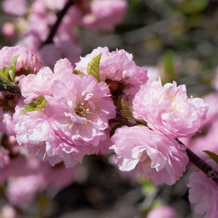Flowering Almond 'Triloba'