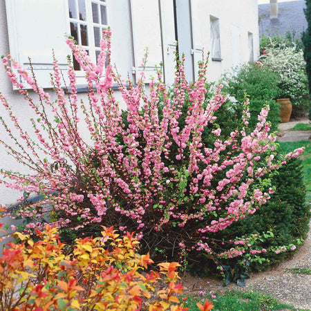 Flowering Almond 'Triloba'