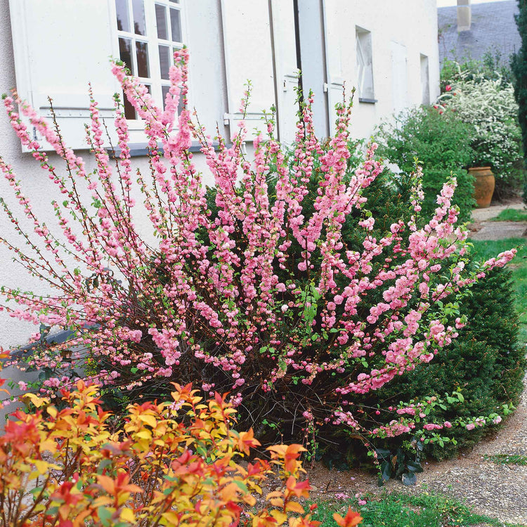 Flowering Almond 'Triloba'