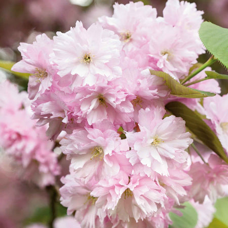 Flowering Cherry 'Kanzan'